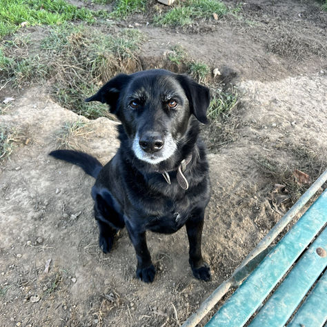Labrador-Mix Nico sucht ein liebevolles Zuhause