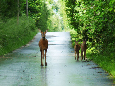 Tierschutzbund warnt vor stärkerem Wildwechsel im April und Mai