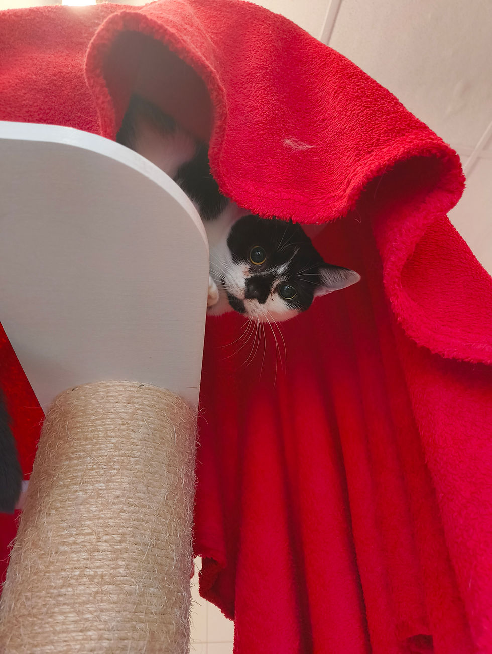 Tiere der Woche: Cyrus & Crash – Zwei besondere Katzen suchen ihr großes Glück