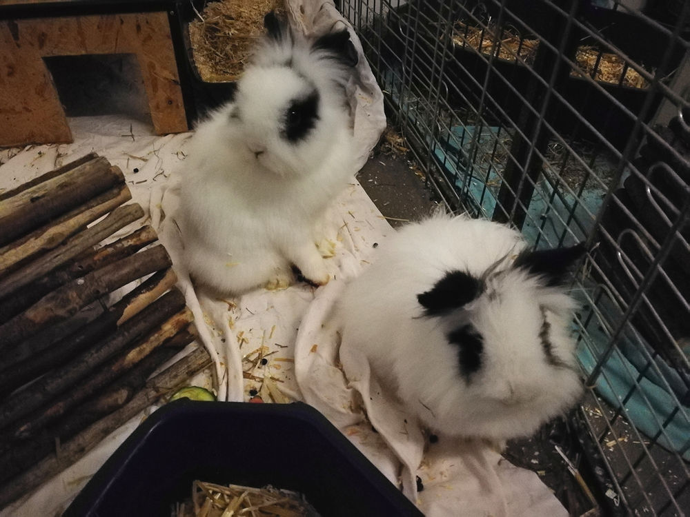 Tiere der Woche (mit Video)