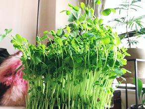 リーダーになってしまった『あなた』へ。育てる。