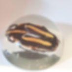 Tiger Flower Beetle Paperweight