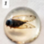 Thumbnail: Brood X Cicada Paperweights | Large