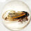 Thumbnail: Cicada Brood X 2021 Paperweight