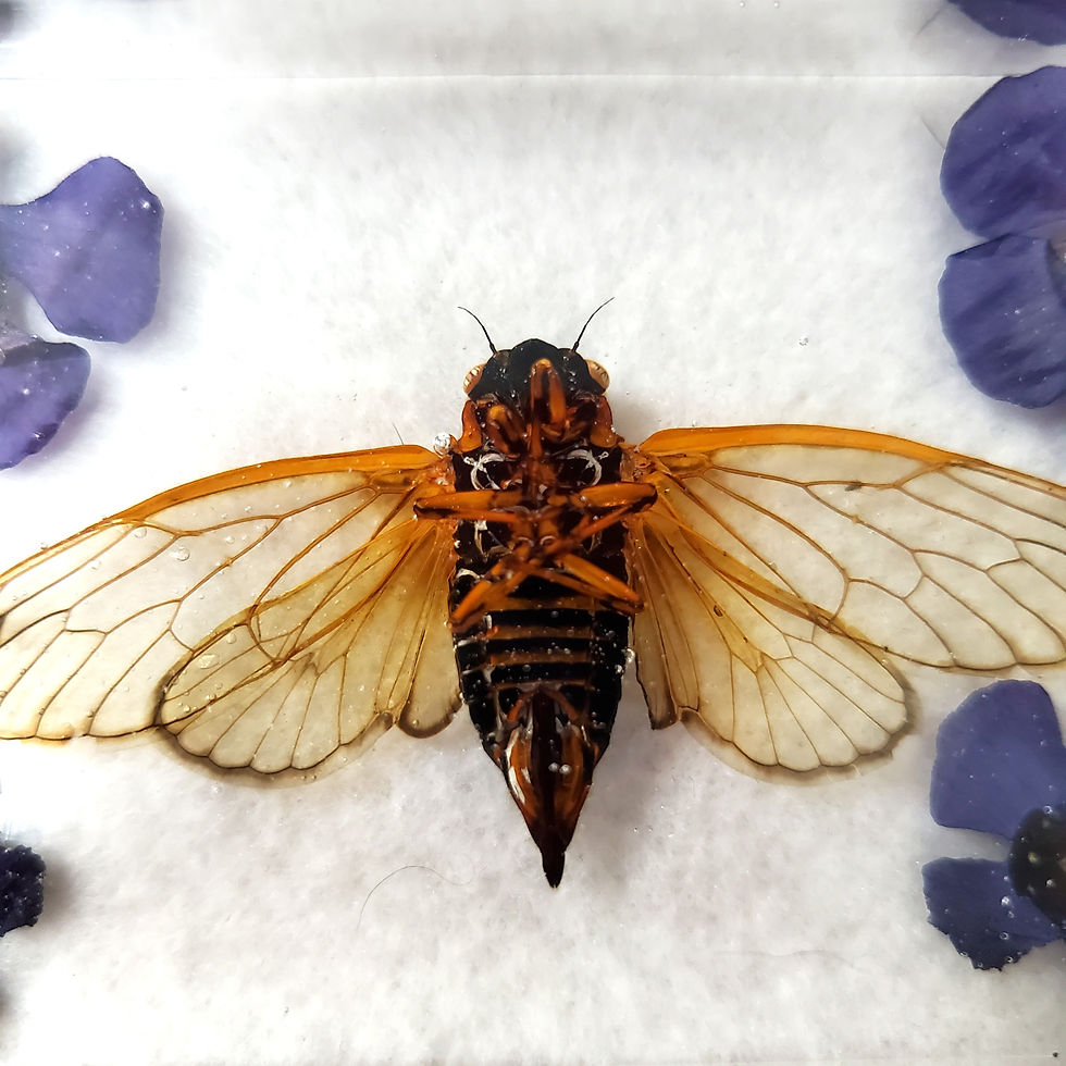 Thumbnail: Brood X 2021 Cicada Paperweight | Purple Flower