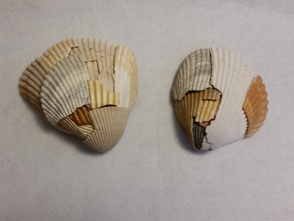 Broken Shell | Shell Art | Earth's Natural Art and Jewelry