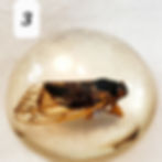 Thumbnail: Brood X Cicada Paperweights | Large