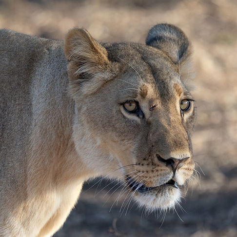 Groß (2025_Best of Machaba ZIM_Verney's (27 von 66))_edited.jpg