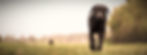 Black Labrador walking in grass