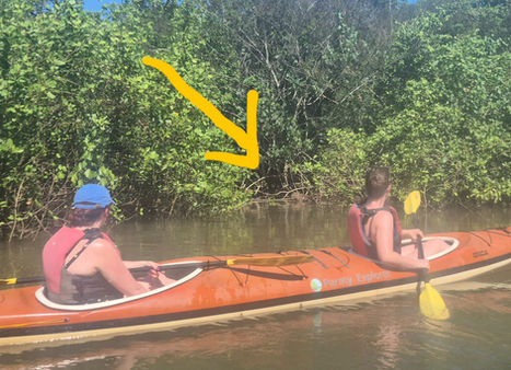 See Capybaras on Kayak tour in Paraty