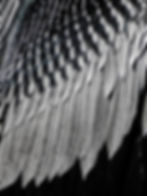 Anhinga wing detail, Florida 2017