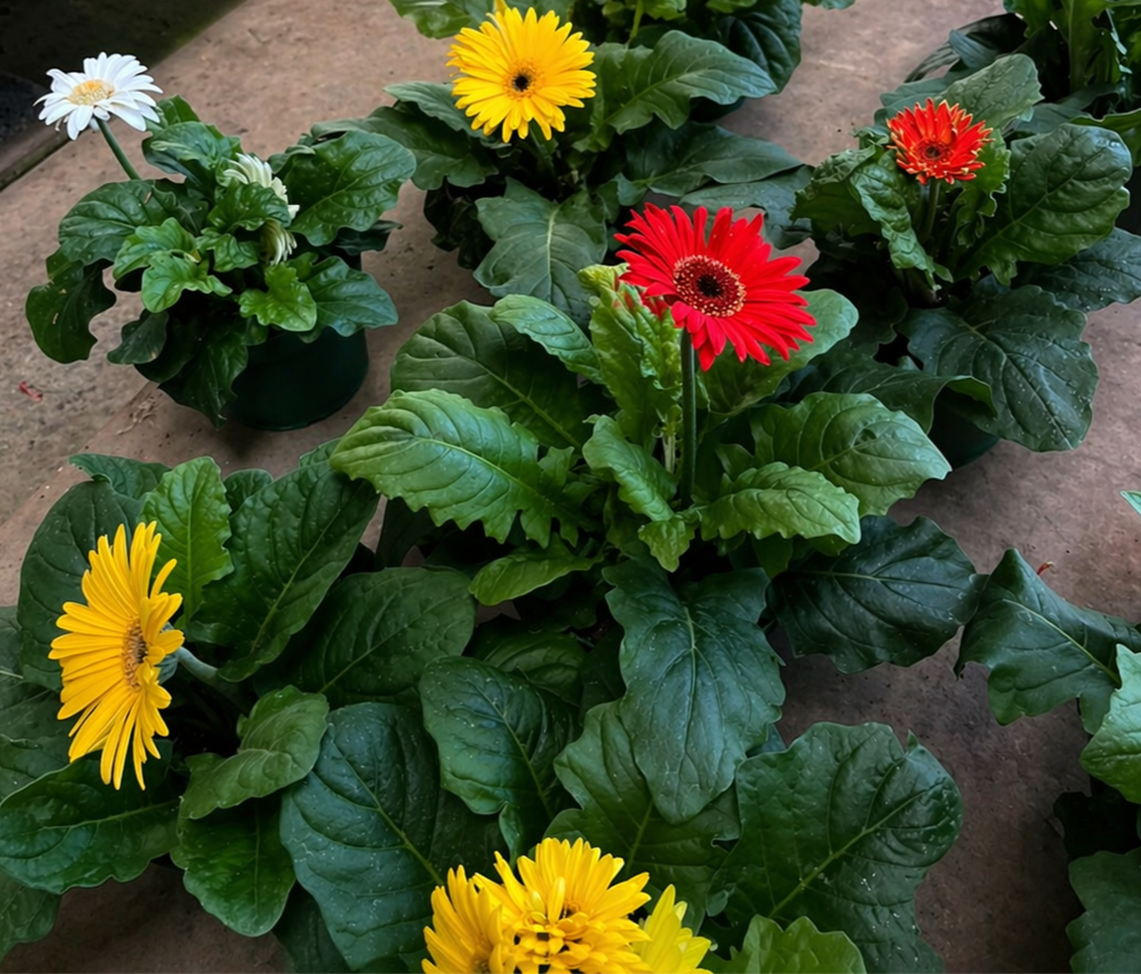Gerbera