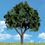 Thumbnail: Woodland Scenics Classic Trees Cool Shade 8"-9"