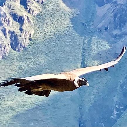 Das Colcatal und der Chachani