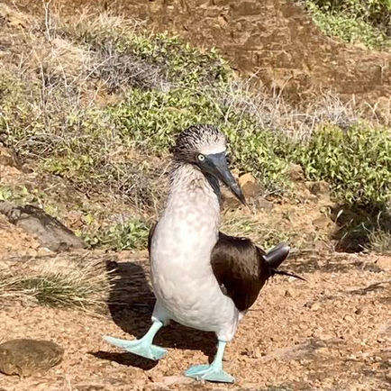 Galapagos