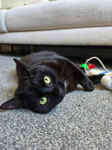 Cat sitting, pet sitting, dorset