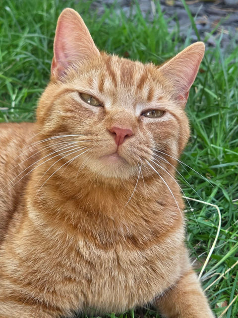cat sitting, pet sitting, dorset