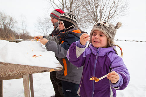 maple taster