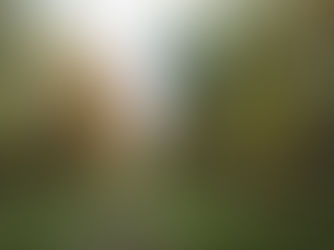 Disc Golf Course proposal to be revaluated at Holiday Beach 