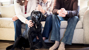 ¿Los animales van al cielo?