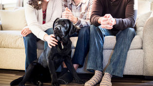 ¿Los animales van al cielo?