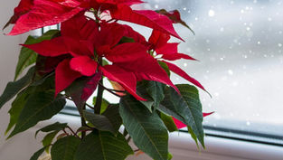 Descubre la historia de la flor de Nochebuena