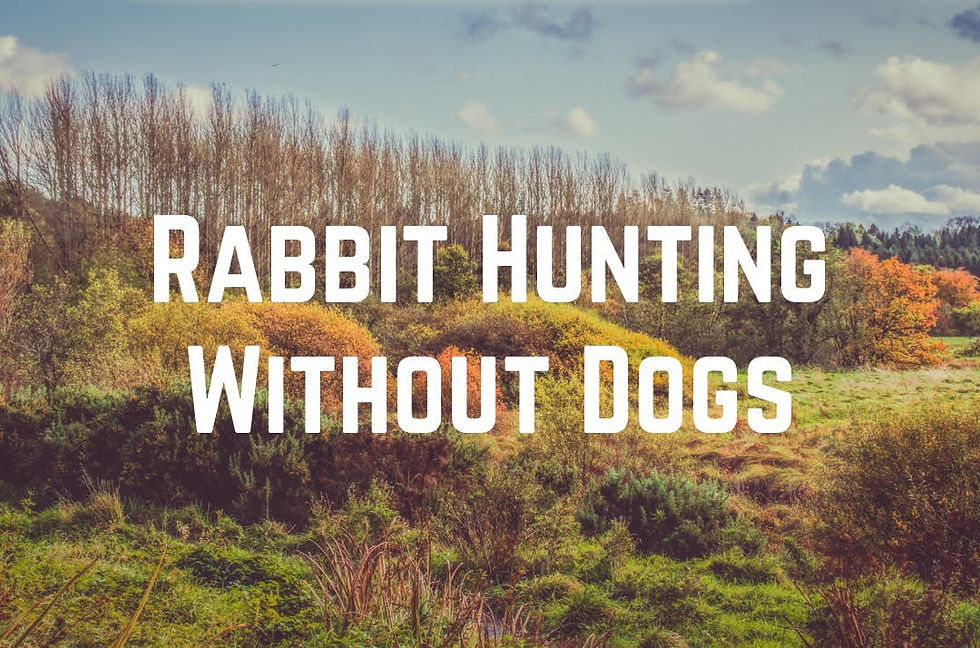 Rabbit Hunting Without Dogs