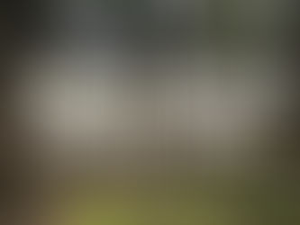 How to Hunt Squirrel Without A Dog