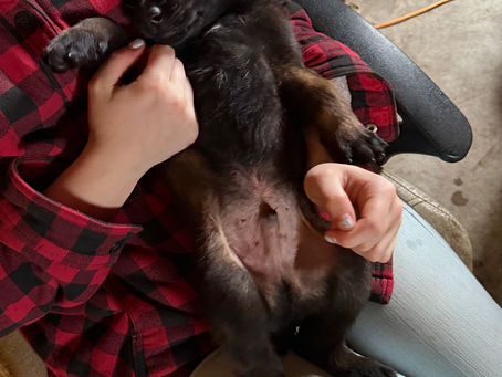 PUPPIES ARE READY TO HEAD TO THEIR NEW HOMES