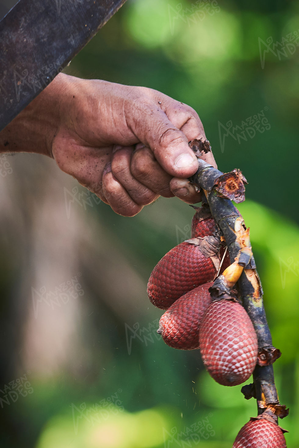 Miniature : Poudre de fruits Aguaje - Biologique