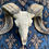 Thumbnail: Natural White Carved Goat Skull with amazing Balinese Carving