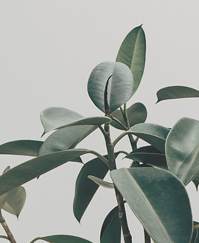 Interior Decor Plant_edited.jpg