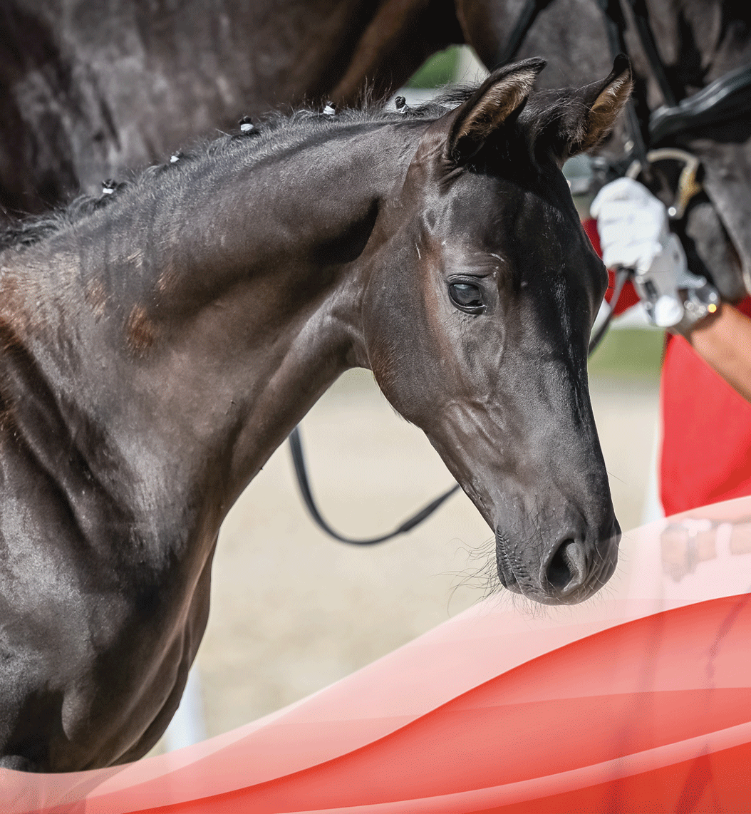 Kopfbild-Mustang1.gif
