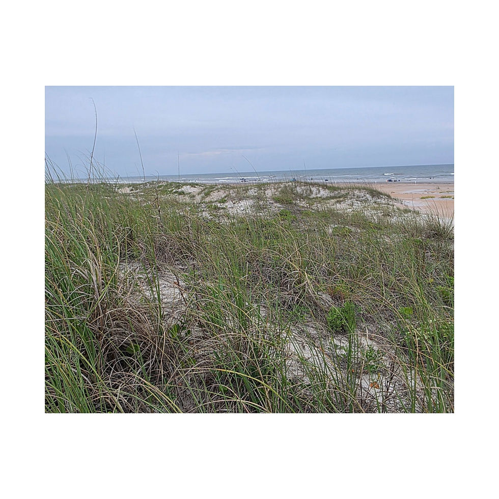 Thumbnail: Tranquil Beach Coastal Dune Landscape Horizontal Print–Timeless Collections