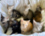 litter of 7 kittens. brown tabbies, orange tabby, grey tabby, tortoiseshell and black kittens