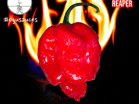 The Fiery Legacy of the Fresh Carolina Reaper Chilli – A Close Second to Pepper X