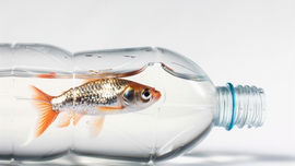 Balığın ve Midyenin Zararları: Önemsenmeyen Gerçekler