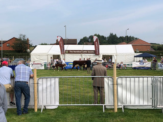Hereford Society National Breed Show