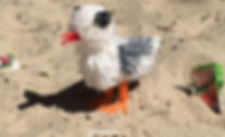 Strawgull.jpeg