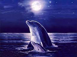 Moonlight Dolphin.jpeg