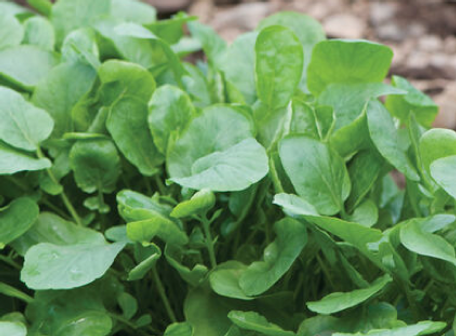 Upland Cress.png