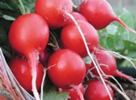 Cherry Belle Radish.jpg