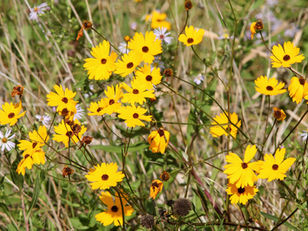 Meet March's Native Plant of the Month