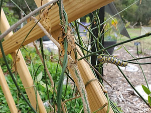 6 Monarch caterpillar feasting on Twinevine in the Monarch Waystation Garden, February 18,