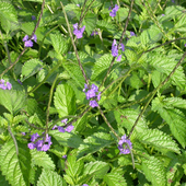 VISTA Gardens Suggests These Resources for Your Young Gardeners