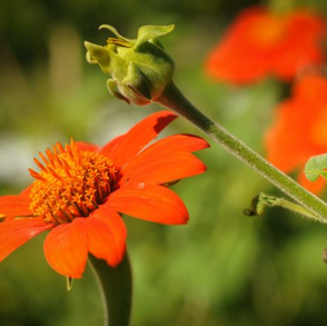 Red Torch Mexican Sunflower