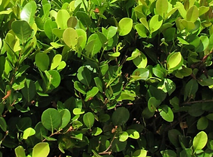 Red Tip Cocoplum.png