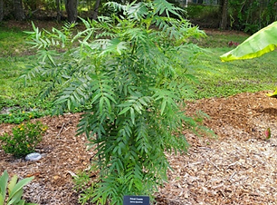 Privet Cassia.png