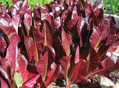 Super Red Romaine.jpg