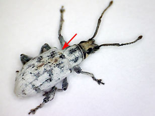 Another Bug Story...Oh It Must Be Summer In Florida